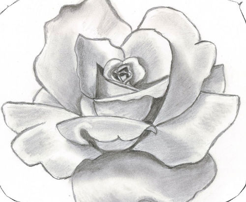 Beautiful Pictures Of Flowers To Draw