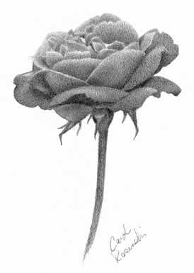 Beautiful Pictures Of Flowers To Draw
