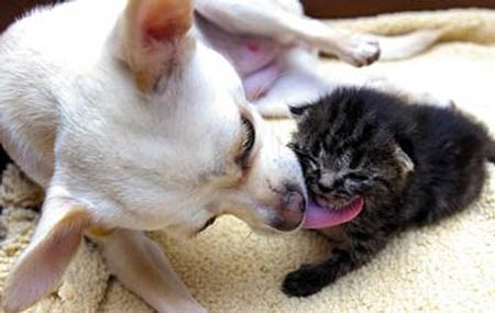Cute And Funny Pictures Of Puppies And Kittens