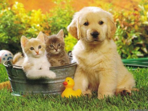 Cute Pictures Of Dogs And Cats Together