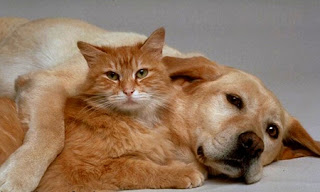Cute Pictures Of Dogs And Cats Together