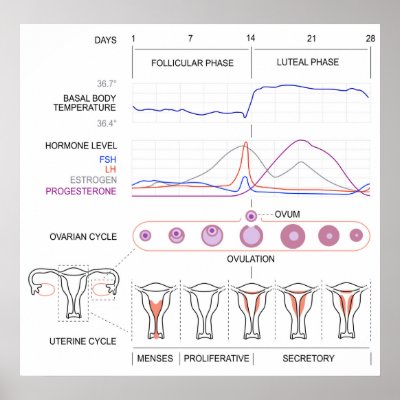 Female Menstrual Cycle Diagram