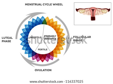 Female Menstrual Cycle Diagram