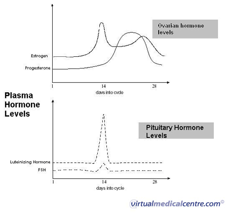 Female Menstrual Cycle Hormones