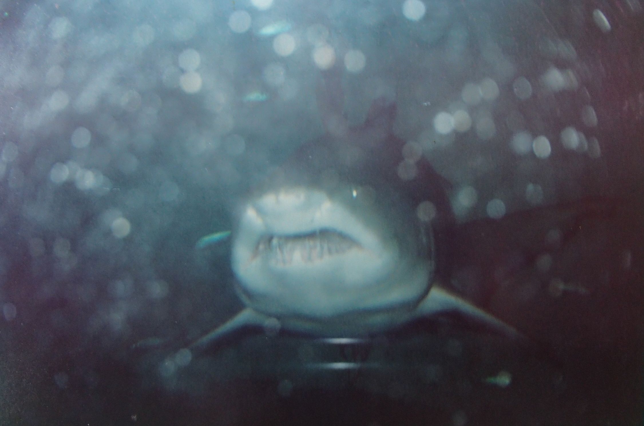 Female Water Polo Underwater Camera