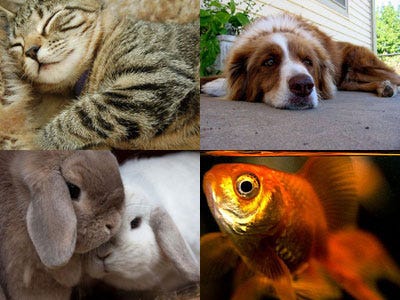 Free Pictures Of Dogs And Cats Together