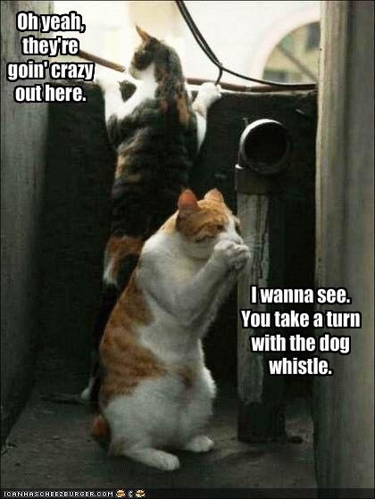 Funny Pictures Of Dogs And Cats With Guns