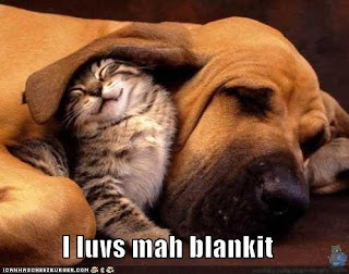 Funny Pictures Of Puppies And Kittens With Captions