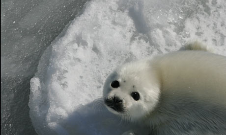 Harp Seal Facts For Kids