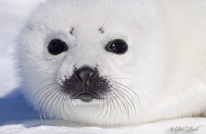 Harp Seal Facts For Kids