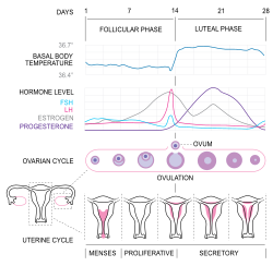 Menstrual Cycle Chart Template