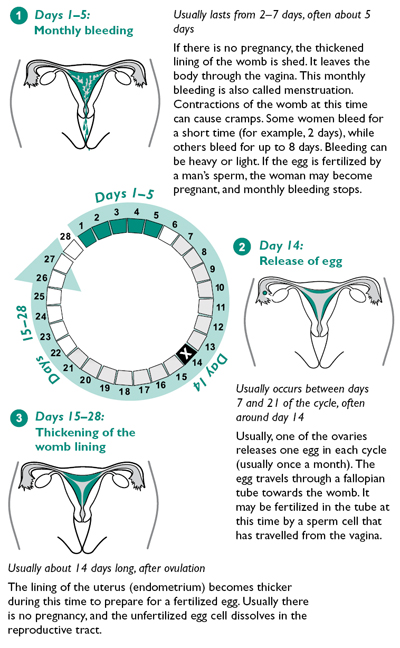 Menstrual Cycle Days 1 5