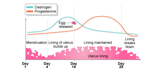 Menstrual Cycle Days Change