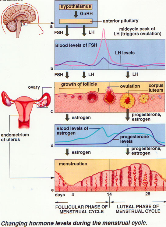 Menstrual Cycle Diagram