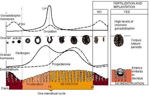 Menstrual Cycle Hormones Chart