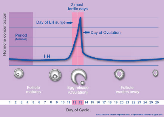 Menstrual Cycle Hormones Chart