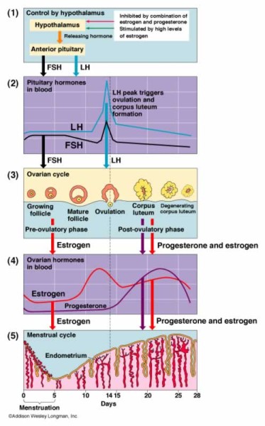 Menstrual Cycle Hormones Graph