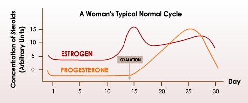 Menstrual Cycle Hormones Graph