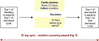Menstrual Cycle Ovulation Days