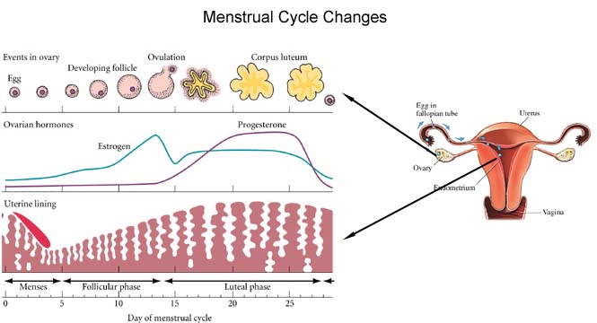 Menstrual Cycle Timeline