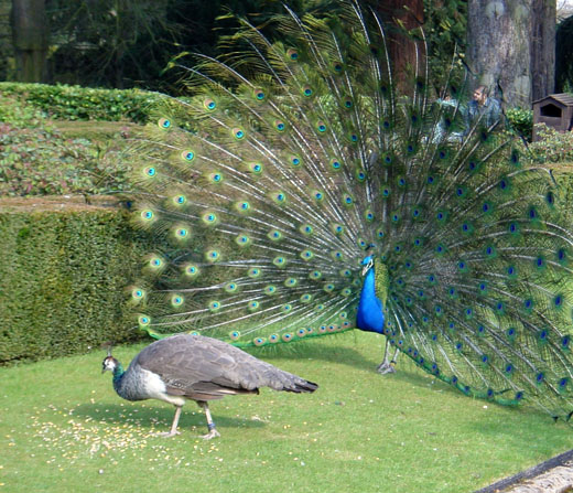 Peacock Dancing In The Rain Pictures