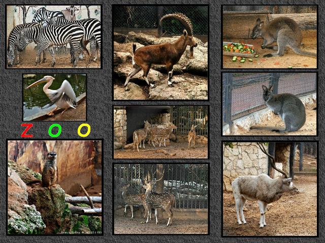 Pictures Of Animals At The Zoo