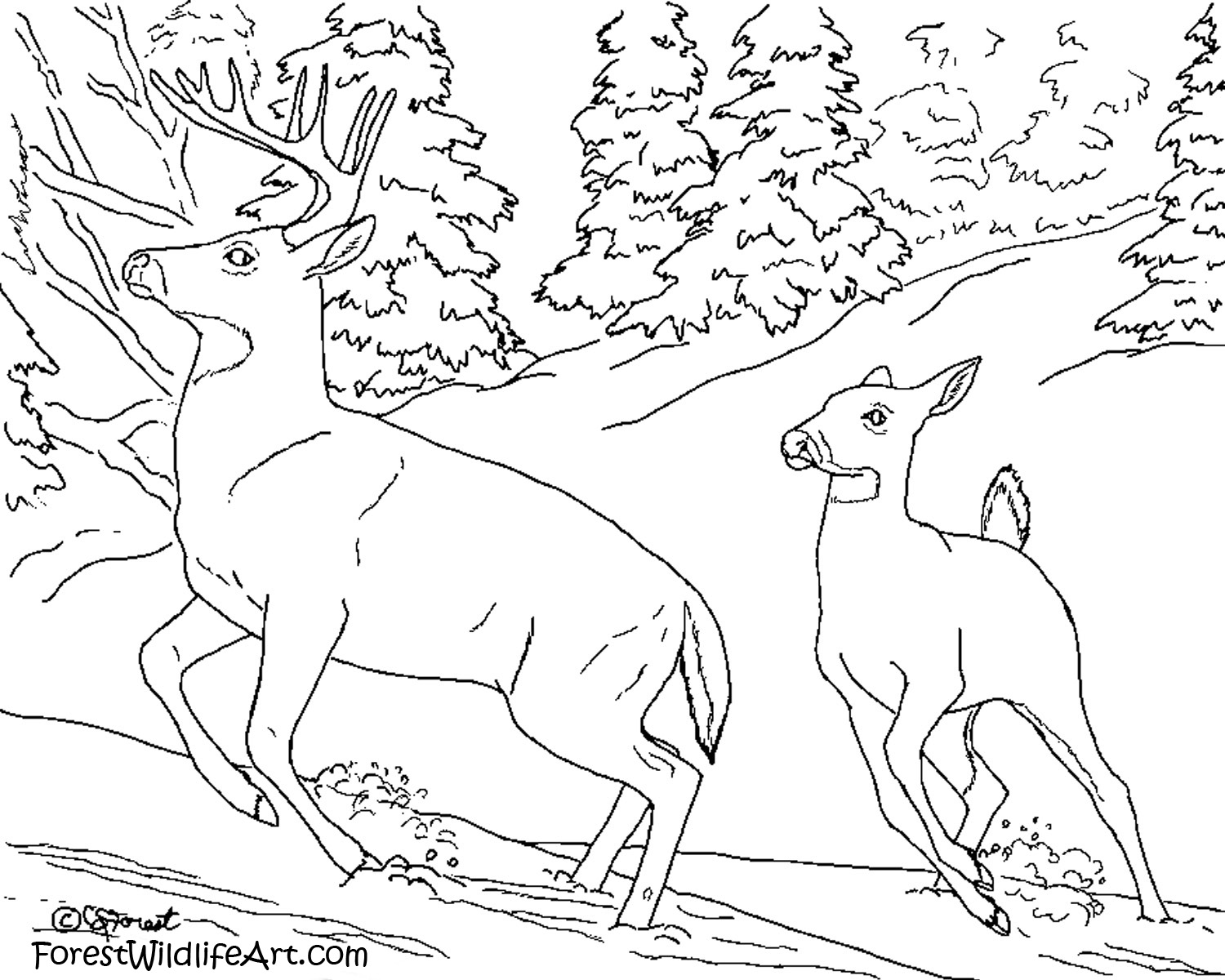 Pictures Of Animals For Kids To Colour