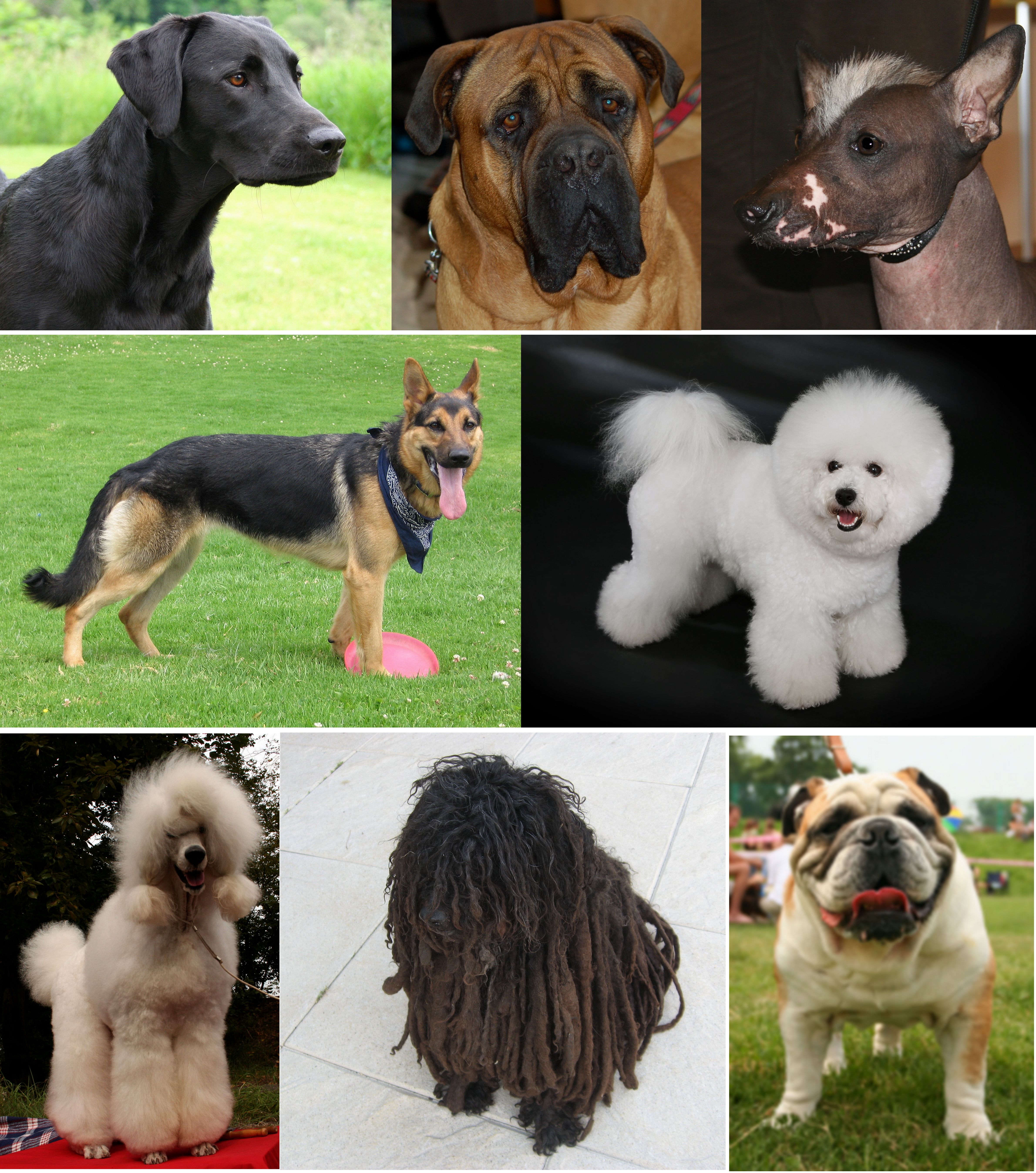 Pictures Of Dogs