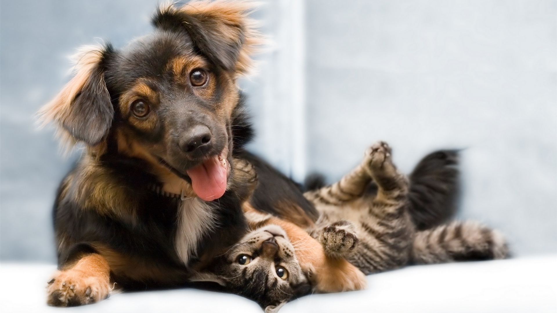 Pictures Of Dogs And Cats Together Funny