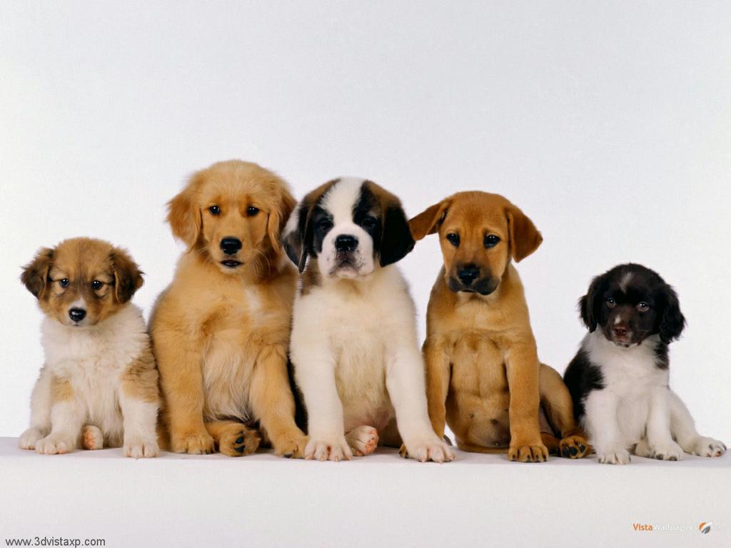Pictures Of Dogs And Puppies For Sale