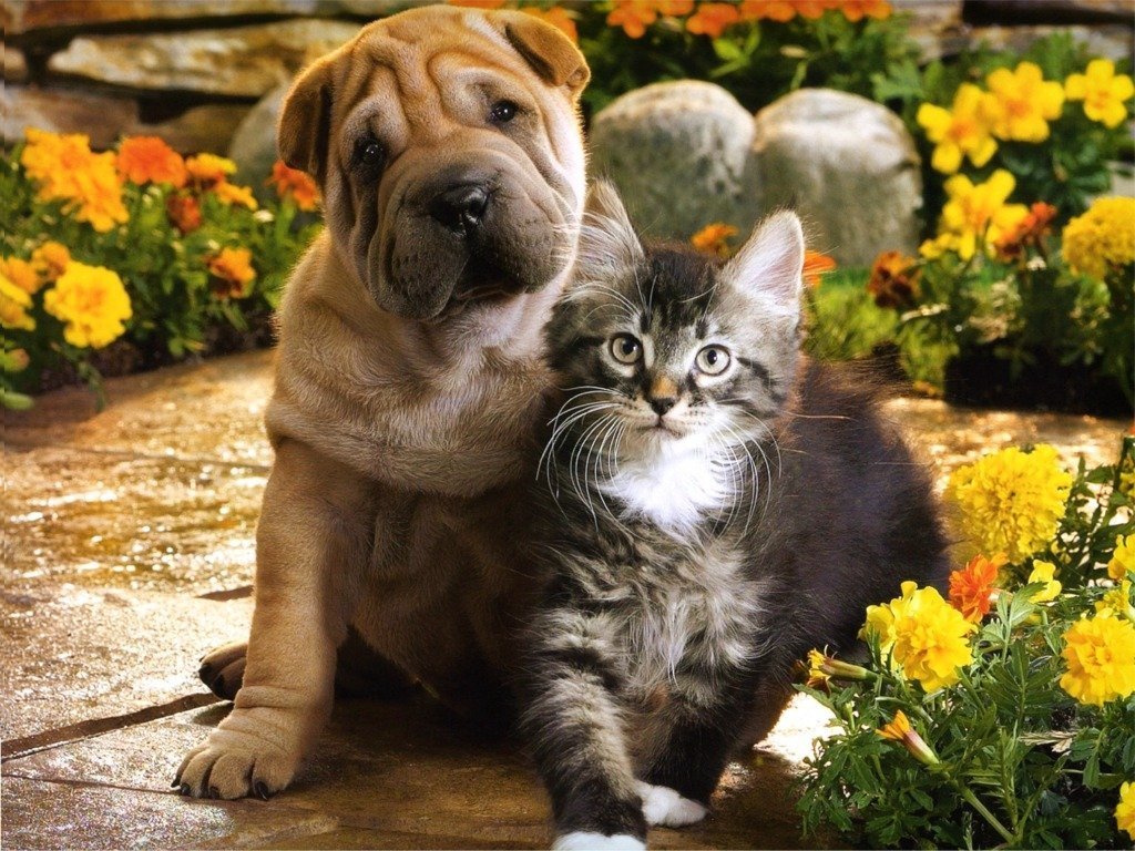 Pictures Of Dogs And Puppies Together