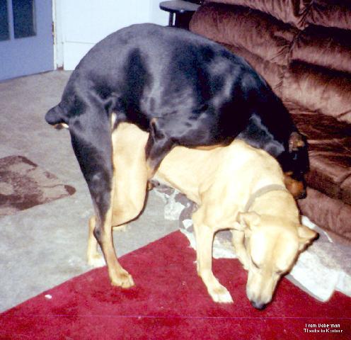 Pictures Of Dogs Mating Up Close
