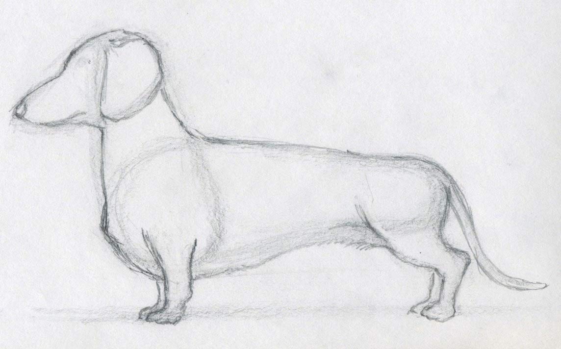Pictures Of Dogs To Draw