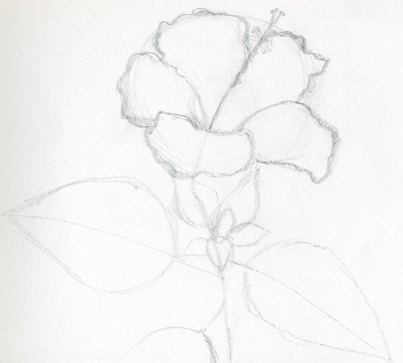 Pictures Of Flowers To Draw Easy