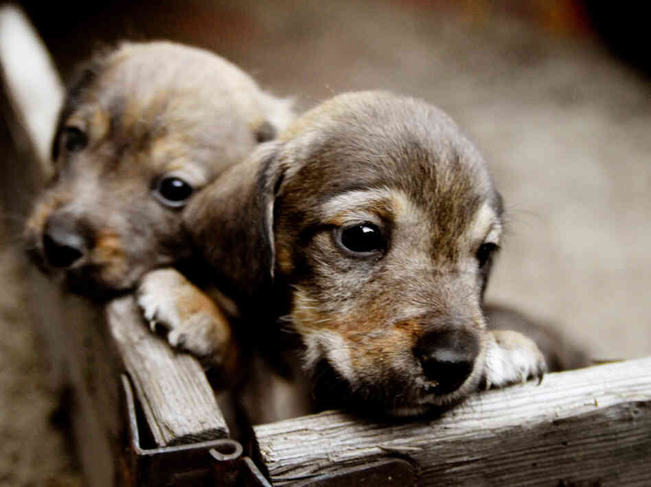 Pictures Of Puppies