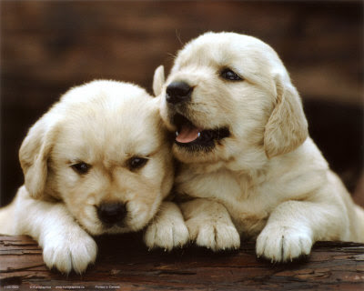 Pictures Of Puppies And Dogs