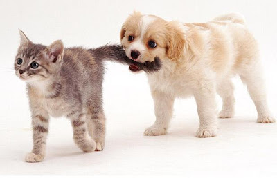Pictures Of Puppies And Kittens Cute