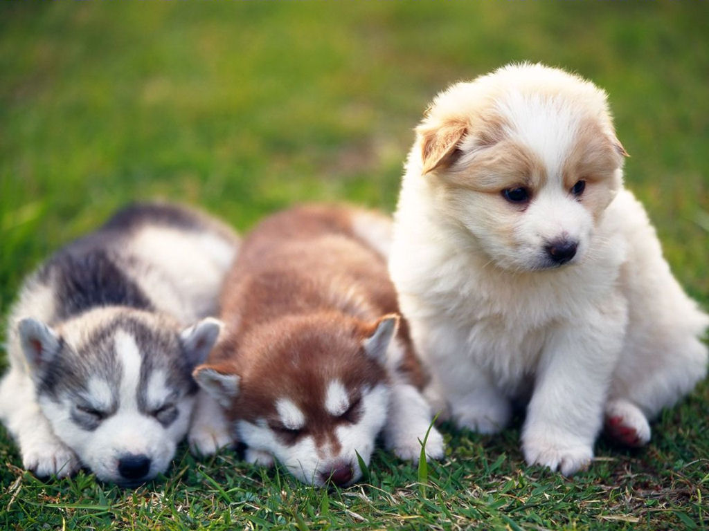 Pictures Of Puppies And Kittens Cute