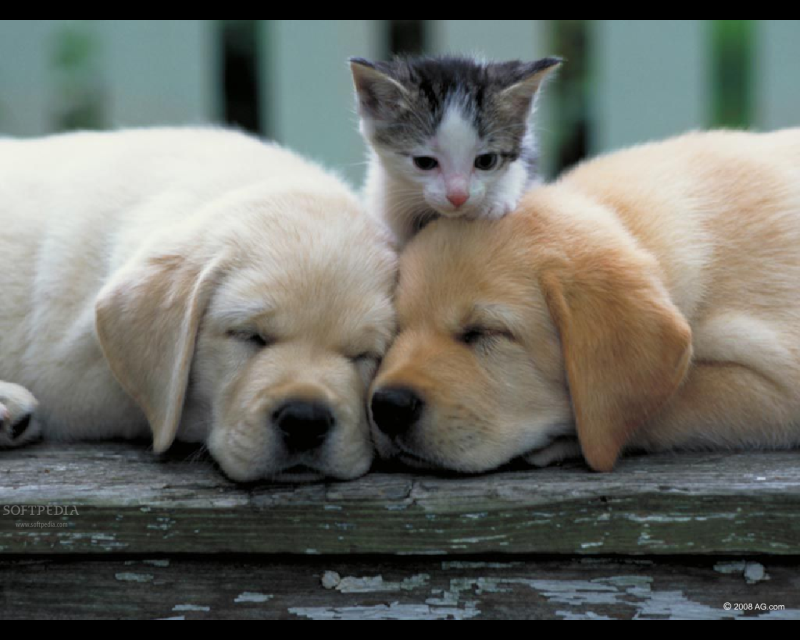Pictures Of Puppies And Kittens Playing