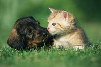 Pictures Of Puppies And Kittens Playing