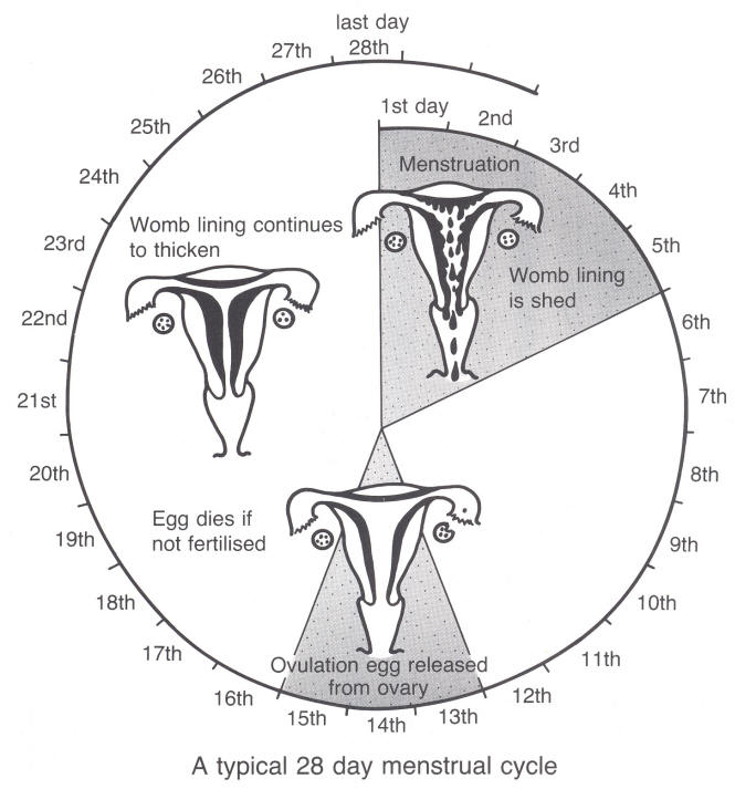 Simple Menstrual Cycle Diagram