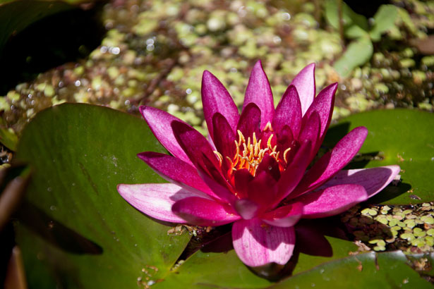 Water Lilies Images Free