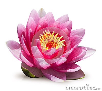 Water Lilies Images Free