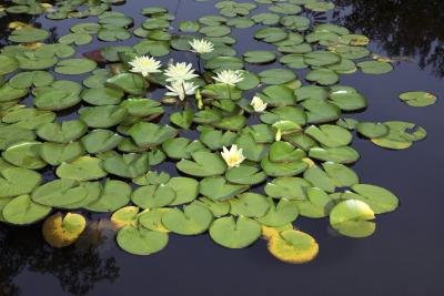 Water Lilies Painting Facts