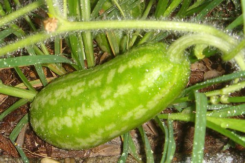 Watermelon Plant Images