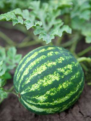 Watermelon Plant Images