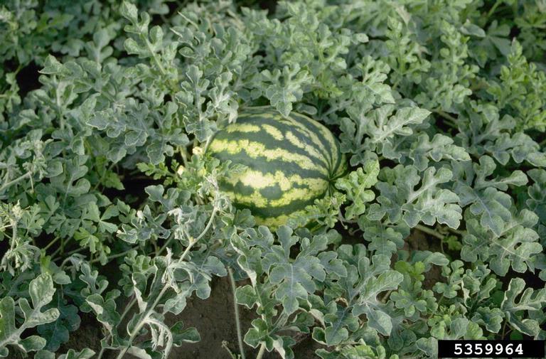 Watermelon Plant Pictures