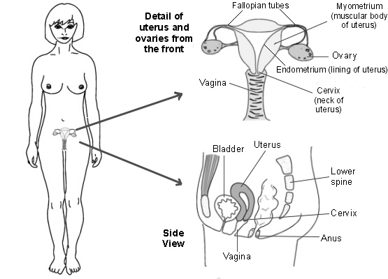 Women Body Parts Pictures